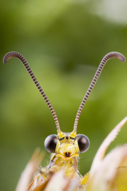 Bug
